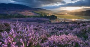 Pegasus Investigations Scotland